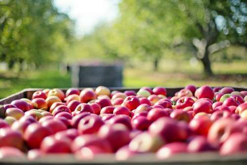Apples Fall Autumn Fruit Nature Food Harvest