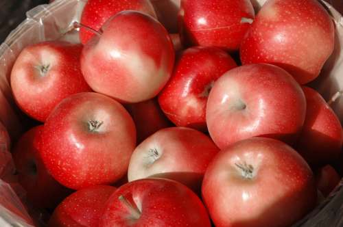 Apples Fall Red Harvest Season Thanksgiving
