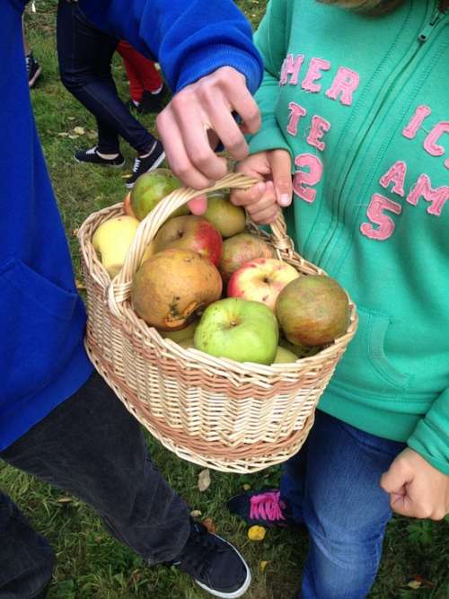 Apples Collection Basket Harvest Fruit