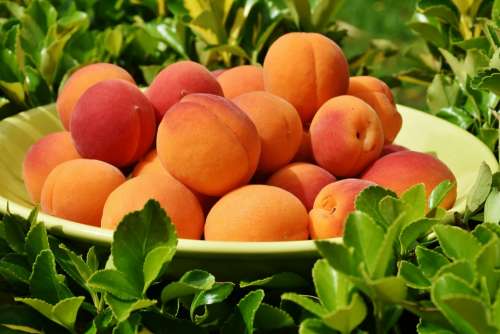 Apricots Apricot Fruit Fruits Sweet Healthy