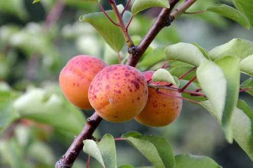 Apricots Tree Fruit Garden Orange Fruit