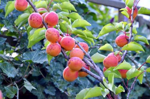 Apricots Garden Tree Fruit Healthy Vitamins