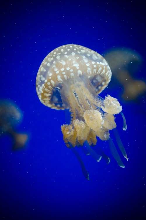 Aquarium Jellyfish Aquatic Deep Diving Fish