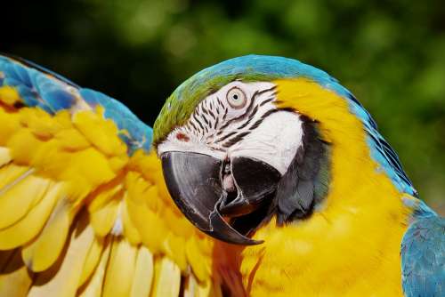 Ara Parrot Yellow Macaw Bird Animal Colorful
