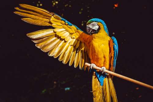 Ara Parrot Yellow Macaw Bird Animal Colorful