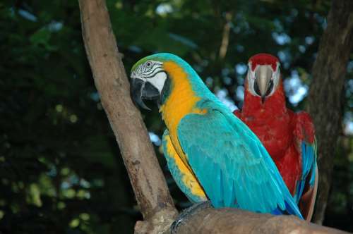 Ara Birds Brazil