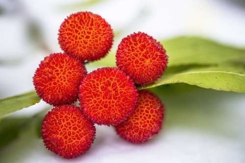 Arbutus Fruit Lychee Edible Vitamins Red