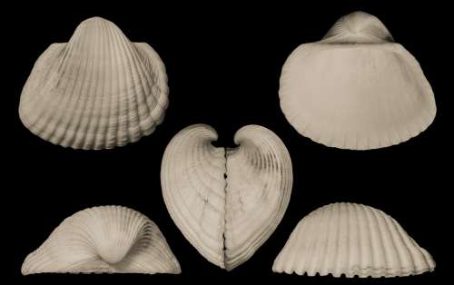 Arc Clam Shells Saltwater Mollusk Food Sea Ocean