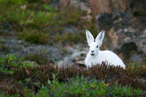 Arctic Hare Hare Rabbit White Fur Mammal Wild