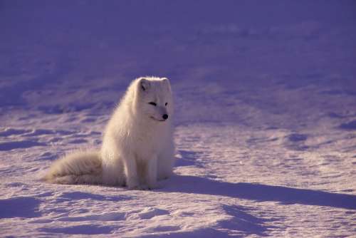 Arctic Wolf Fur Mammal Outdoors Snow White Winter