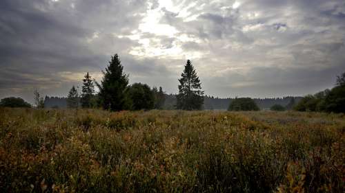 Ardennes Belgium Nature Gloomy