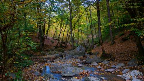 Ardennes Nature Brook Belgium High'Fagne Trees