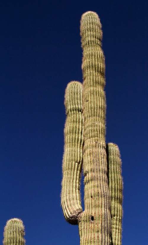 Arizona Saguaro Cactus Desert Landscape Southwest