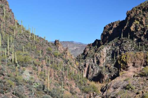 Arizona Cactus Desert Landscape Nature Southwest