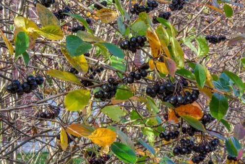Aronia Berry Autumn Food Vitamins Black Leaf