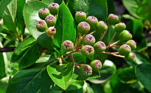 Aronia Fruit Bush Food Fresh Preparations