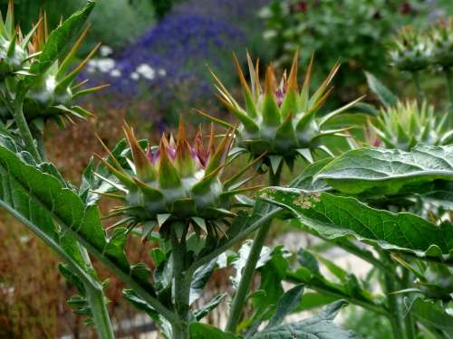Artichoke Plant Healthy Blossom Bloom