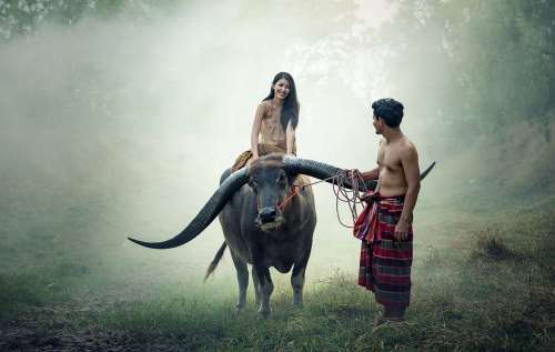 Asia Buffalo Cambodia Cambodians Girl Riding