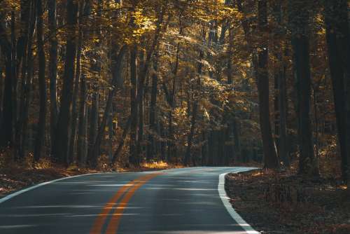 Asphalt Forest Dark Fall Guidance Highway