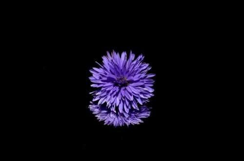 Aster Flower Purple Blossom Isolated