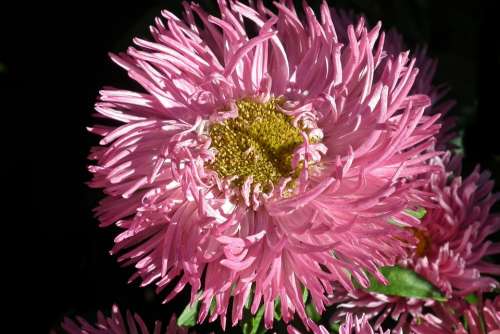 Aster Flower Pink Garden Wheatgrass Macro Summer