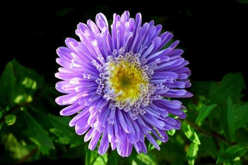 Aster Flower Garden Macro Nature Summer