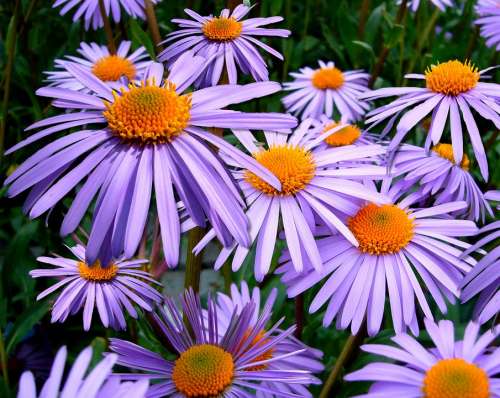 Aster Tongolensis Flowers Daisies Michelmas Daisy