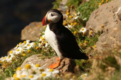 Atlantic Puffin Puffin Atlantic Wildlife Wild