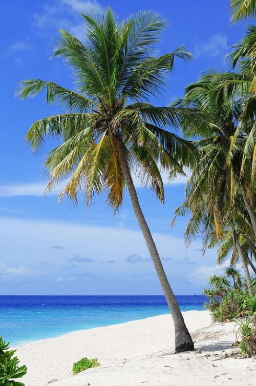 Atoll Beach Palm Tree Holiday Island Maldives