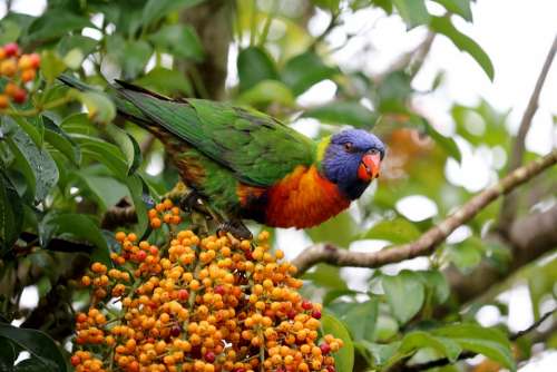 Australia Parrot Animal World Colorful Bill Exotic