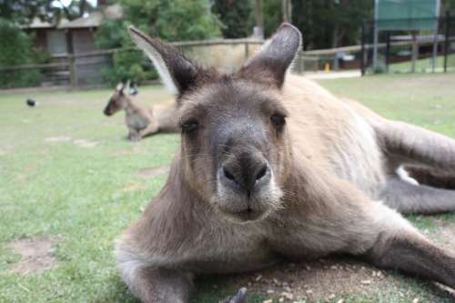 Australia Animal Animal World Cute Kangaroo