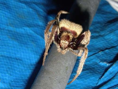 Australian Garden Orb Weaver Spider
