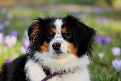 Australian Shepherd Dog Animal Herding Dog