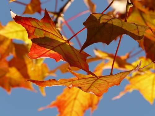 Autumn Leaf Leaves Maple Maple Leaf Colorful