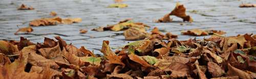 Autumn Leaves Golden Autumn Leaves In The Autumn