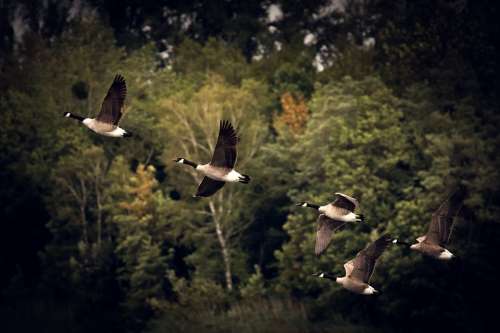 Autumn Geese Migratory Birds Wild Goose Landscape