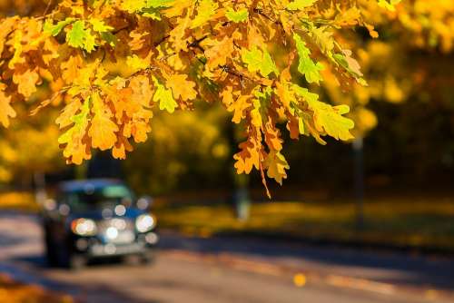 Autumn Leaves Oak Oak Leaves Car Fall Road