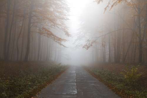 Autumn Forest Mist Path Trees Road