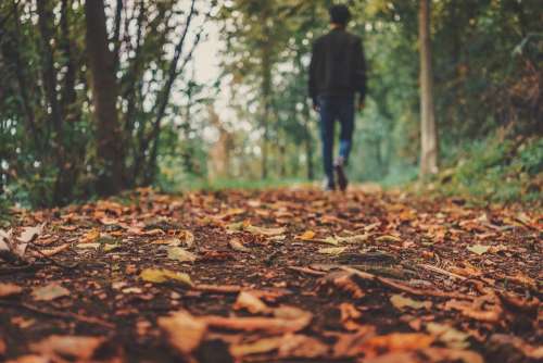 Autumn Fall Ground Leaves Man Outdoors Person
