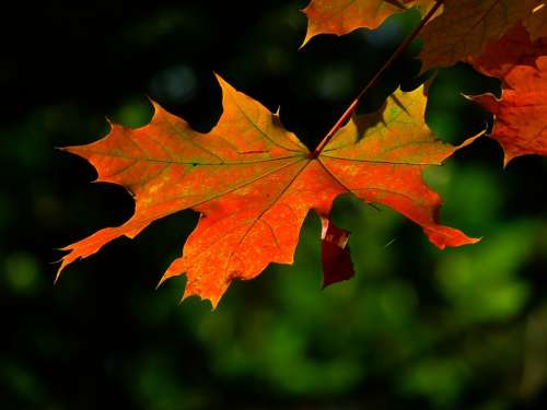 Autumn Leaf Colorful Leaves Maple Red Leaf
