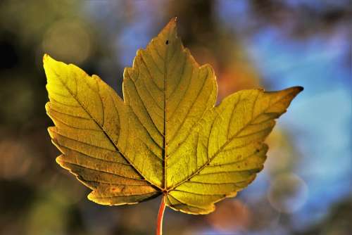 Autumn Leaf Collapse Bokeh Season Colorful Leaves