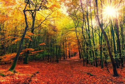 Autumn Away Leaves Colorful Sun Nature Forest