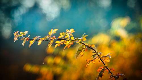 Autumn Leaves Branch Bright Autumn Mood Emerge