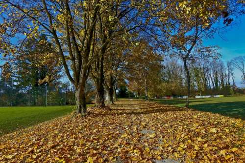 Autumn Late Autumn Leaves Autumn Colours Colorful