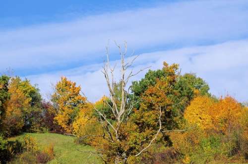 Autumn Trees Nature Landscape Forest Leaves