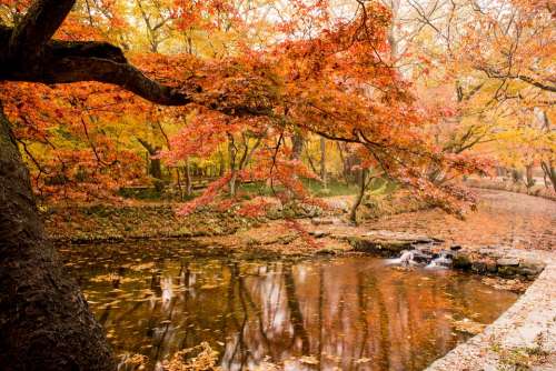 Autumn Autumn Leaves Nature Scenery