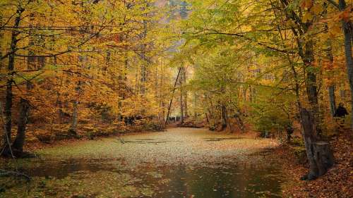 Autumn Lake Nature Landscape Forest Trees Tree
