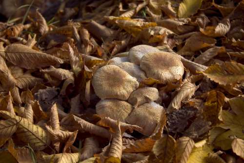 Autumn Mushrooms Forest Forest Floor