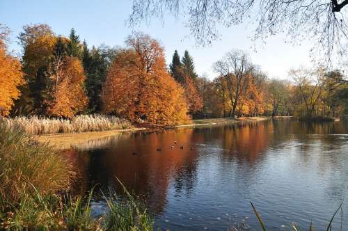 Autumn Nature Trees Landscape