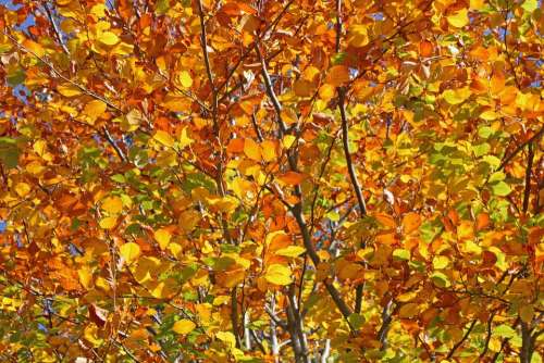 Autumn Leaves Tree Shrub Nature Forest Background